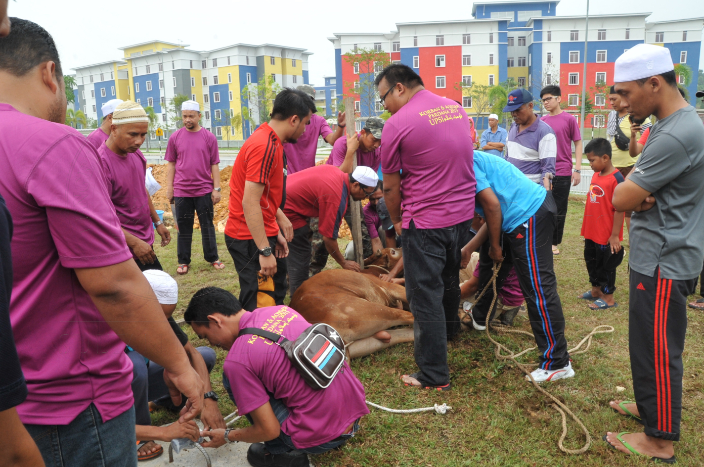 PRO15 150 KORBAN HAS 6841